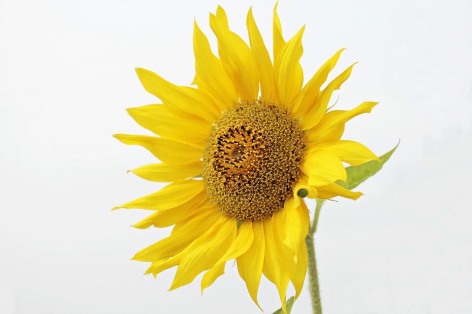 sunflower, helianthus, flower